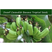SEEDS -Tropical Seeds - Dwarf Cavendish Banana- 10 Tropical Seeds - Container or Standard - Musa acuminata