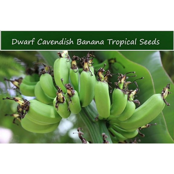 SEEDS -Tropical Seeds - Dwarf Cavendish Banana- 10 Tropical Seeds - Container or Standard - Musa acuminata