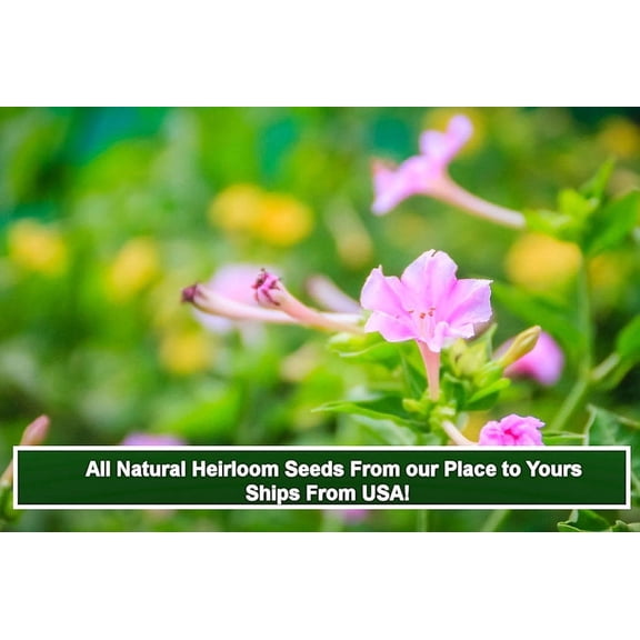 SEEDs= = =Serendipity's 4 O'clock- Pink Flower- 50 Seeds -Mirabilis jalapa- Brilliant Blooms  - Four OClock = Serendipity  SEEDs
