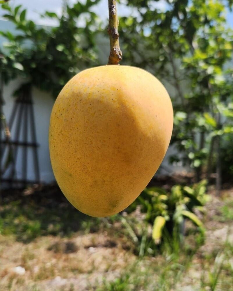 SEIN TA LONE Grafted Rare MANGO Tree 3Gal Pot Ready To Fruit Ship UPS