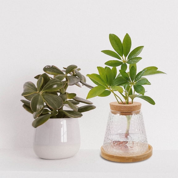 SEWACC Decorative Glass for Flowers, Set of 2 with Wooden Lids, Unique Home Decor Pieces