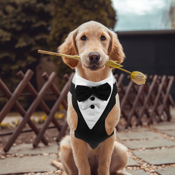 SEWCHICS Black Formal Dog Vest Set with Easy Wear Design and Matching Leash for Outdoor Walks and Training Sessions