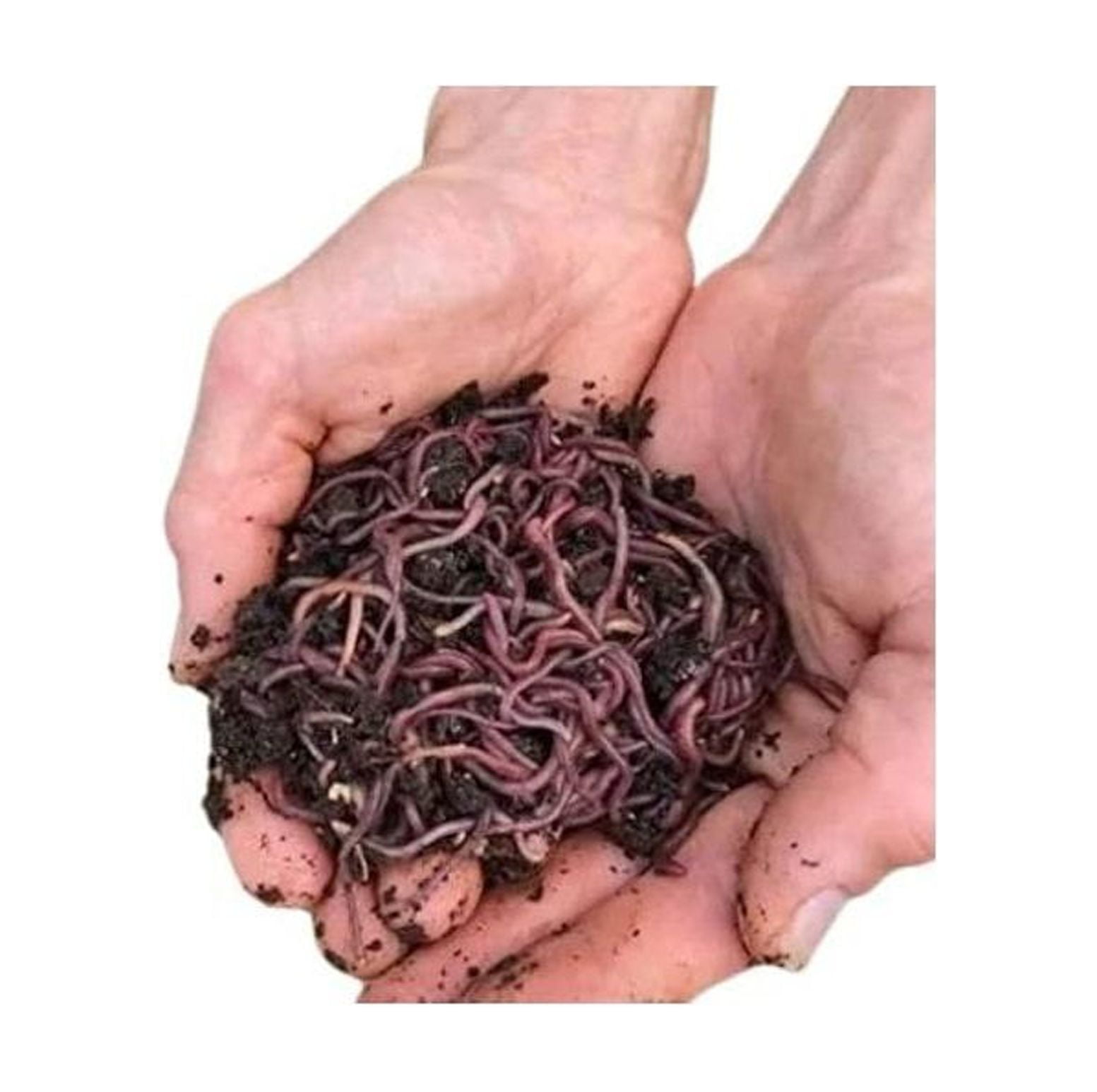 SEYATPOOL 250+ (1/4LB) Live Red Wiggler Composting Worms Live