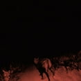 thumbnail image 1 of SHADOW ON EVERYTH, 1 of 1