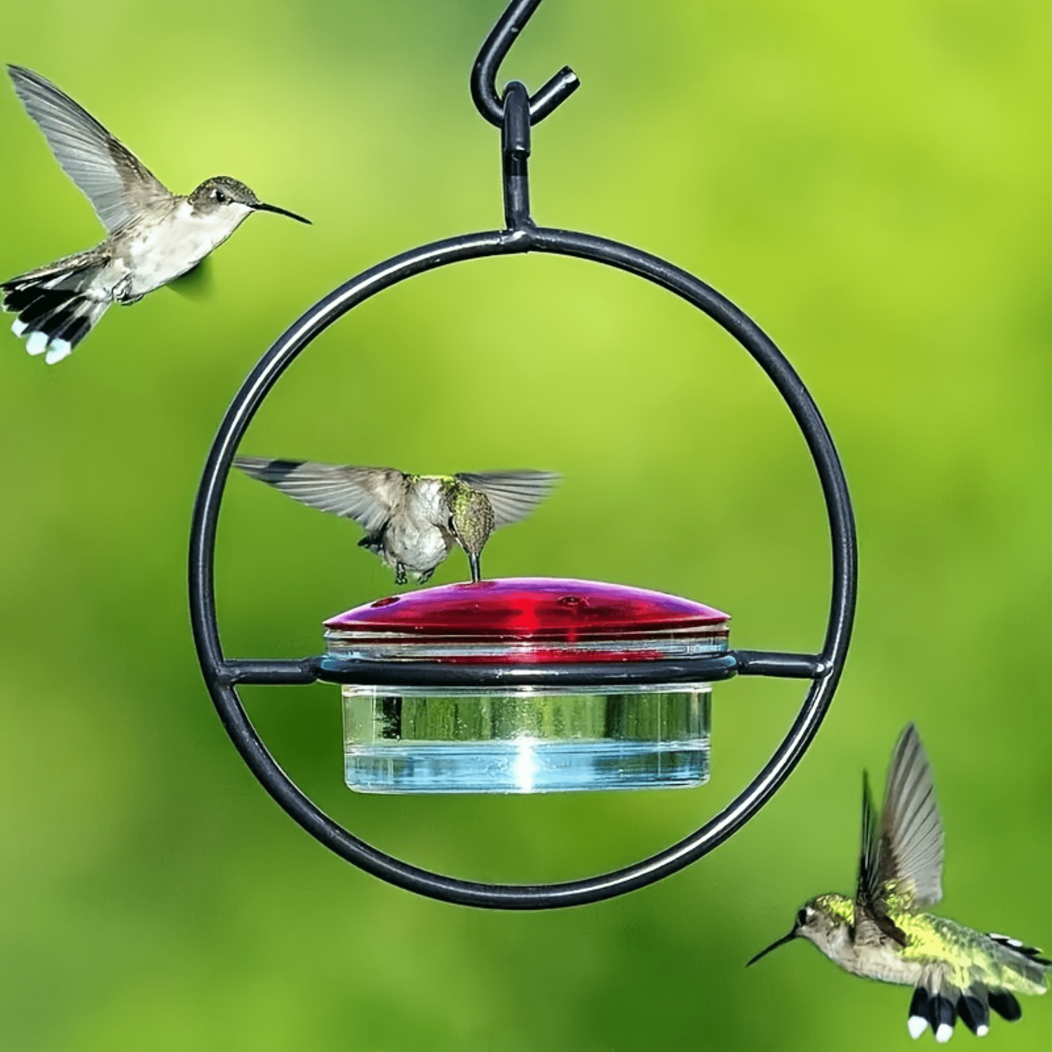 SHZHYIQIMR Circular Metal Frame Hanging Hummingbird Feeder Beautiful