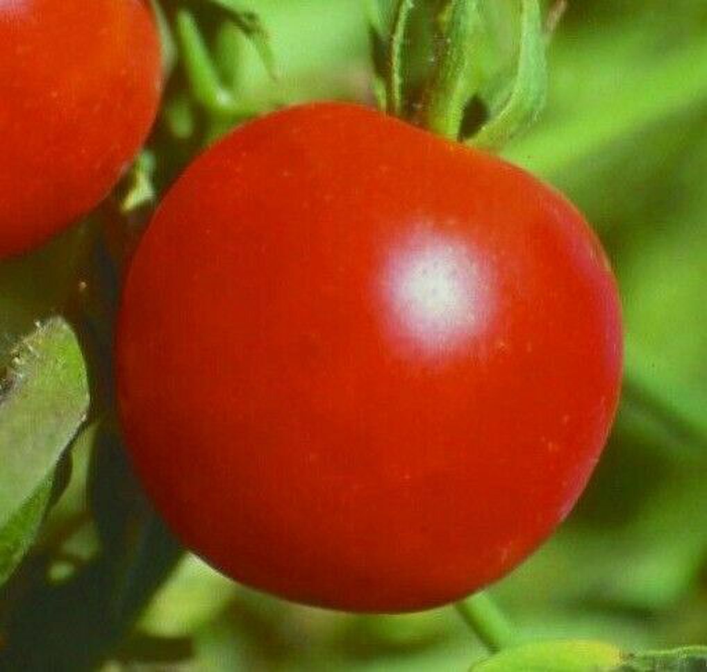 SIBERIAN TOMATO SEEDS 50+ DETERMINATE COOL season VEGETABLE GARDEN FREE
