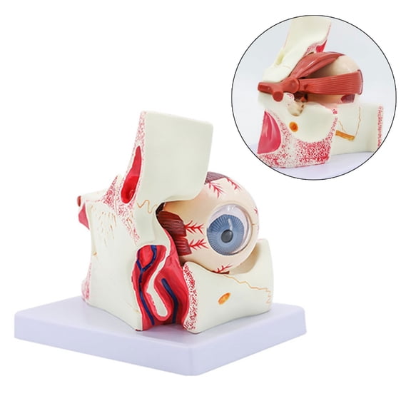 SIEYIO Eyeball Anatomy Model Organs Teaching Prop, Human Eye Anatomy Model
