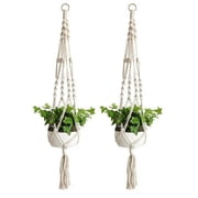 money tree plant indoor Money Tree main image 1