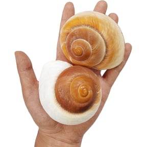 Sinkoo 2pcs Large Hermit Crab Shells 2.7~3.5Inch Natural Muffin Snail Sea Conch Opening Size 1"~1.5" Hermit Crab Supplies