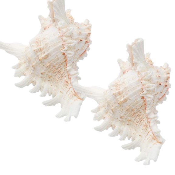 Sinkoo 2pcs Large Sea Shells, 4-5.3inch Conch Shells, White Real Natural Seashells, Perfect Crafts Shell for Vase Fish Tank Shell Planter Wedding Beach Theme Decor