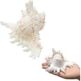 thumbnail image 1 of SINKOO 2PCS Conch Shell Large Natural Seashells 4-5.3 Inch Perfect for Fish Tank Wedding Decor Beach Theme Party, Home Decorations,DIY Crafts, 1 of 5