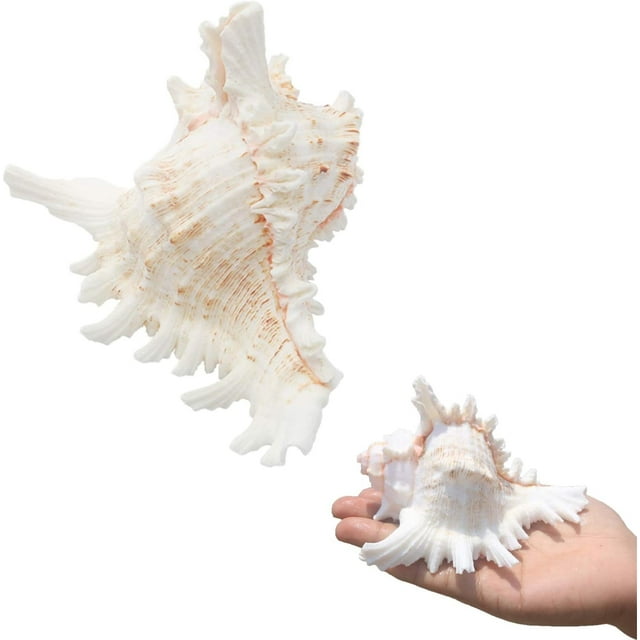 SINKOO 2PCS Conch Shell Large Natural Seashells 4-5.3 Inch Perfect for Fish Tank Wedding Decor Beach Theme Party, Home Decorations,DIY Crafts