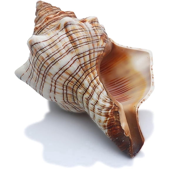 Sinkoo Giant Sea Shells, 6"-7" Natural Striped Fox Conch Shells, Large Craft Seashells for Vase Filler, Air Plants, Wedding Decor Beach Theme Party