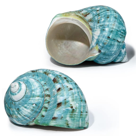 SINKOO 2pcs Large Sea Shells for Crafts, 4-4.5" Natural Conch Shells, Green