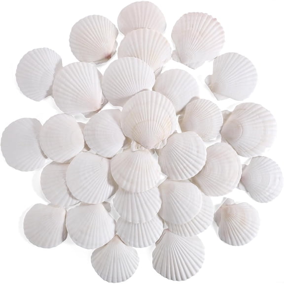 Sinkoo 50pcs Sea Shell for Crafting Natural 2-3in White Real Scallop Shells Bulk for Decorating DIY Home Decor Beach Wedding Ocean Themed Party