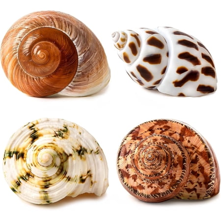 Sinkoo 4 Pcs Large Hermit Crab Shells 2~3.5Inch Natural Hermit Crab Shells Opening Size 1~1.5Inch, for Hermit Replacement Shells Hermit Crab Supplies