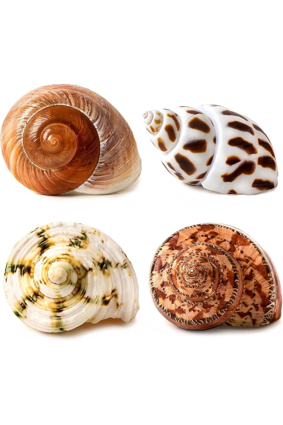 4 Pcs Large Hermit Crab Shells 2~3.5Inch Natural Hermit Crab Shells Opening Size 1~1.5Inch, for Hermit Replacement Shells Hermit Crab Supplies