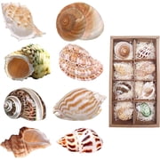 Sinkoo 8 Pcs Hermit Crab Shells Medium to Large Growth Turbo Seashells 1-2 Openning Size Natural Decoration Hermit Crab Supplies Turbo Growth Shells