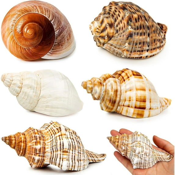 Sinkoo 5 Pcs Extra Large Hermit Crab Shells, Natural Sea Conch Size 3"-4.7", Opening Size 1.6"-2.7", Beach Decoration Seashells, Turbo Growth Shells for Hermit Crab
