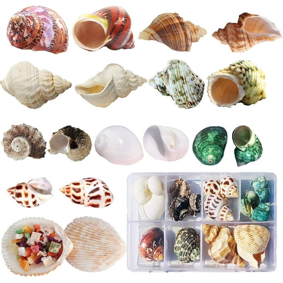 Sinkoo Hermit Crab Shells 17 Pcs (9 Types) Medium Small Growth Turbo Seashells 0.6-1.6 Inch Various Openning Size Natural