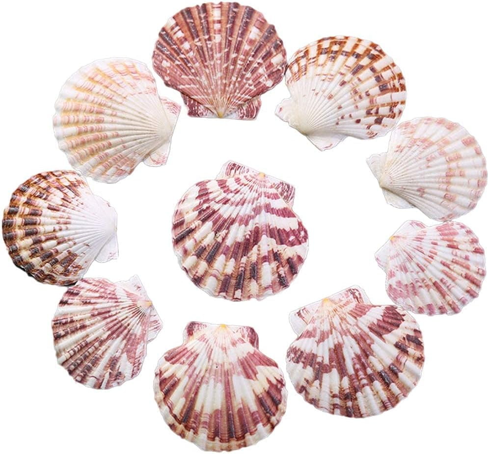 SINKOO Scallop Shell 1.3in-2.5in Natural Seashell from Sea Beach for ...