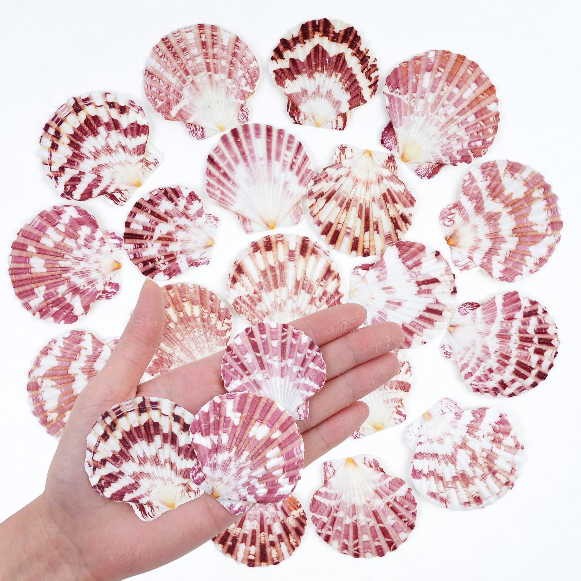 All Sea Shell SINKOO, Seashells, 50pcs, 1.3