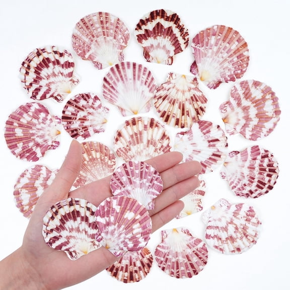 Sinkoo 50pcs Seashells Scallop Shells for Crafts, 1.3"-2.5" Natural Sea shells for DIY Crafts Shells, Coastal Beach Theme Decor for Christmas Ornament Wedding