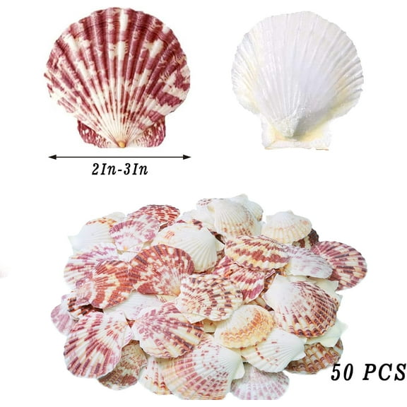 Sinkoo 50pcs Seashells Scallop Shells 1.3"-2.5" Natural Sea shells for DIY Crafts Shells, Coastal Beach Theme Decor for Christmas Ornament Wedding