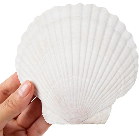 SINKOO Scallop Shells White Natural Seashell 8 PCS for DIY Craft Mermaid Beach Wedding Home Decoration(4-5inch)