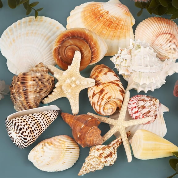 Sinkoo Large Sea Shells Mixed for Craft Shells, 15 Kinds 2.7"-5.1" Big Seashells Starfish Conch Scallop for Beach Theme Party, Table Scatters, DIY Crafts, Home Bathroom Wedding Decor