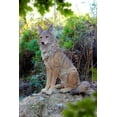 thumbnail image 1 of SITTING COYATE STATUE, 1 of 7