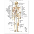thumbnail image 1 of SKELETAL ANATOMY (ANTERIOR VIEW) Posters & Prints Wall Chart - Medical Teaching Canvas Painting Hospital Classroom Home Wall Art Decor Sticker (without Framed),19.7x16 inch(50x40 cm), 1 of 4