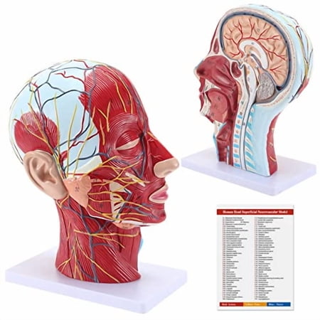 Study Model, 1:1 Human Head Superficial Neurovascular Model - Face Anatomy Medical Brain Neck Median Section Study Model, Teaching Tool