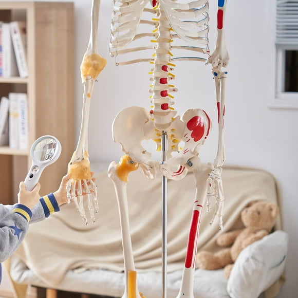KFFKFF Human Skeleton Model Anatomical Skeleton Life Size with Muscle Points