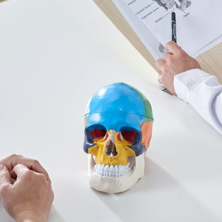KFFKFF Human Skull Model Anatomical Skull Model 3 Parts 1:1 Colored Skeleton