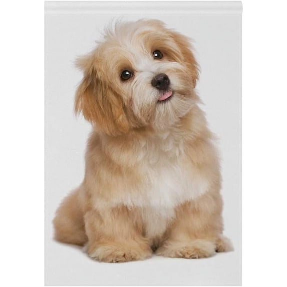 SKYSONIC Garden Flag Beautiful Happy Reddish Havanese Puppy Dog Double-Sided Printed House Sports Flag 28x40 in Polyester Decorative Flags for Courtyard Garden Flowerpot