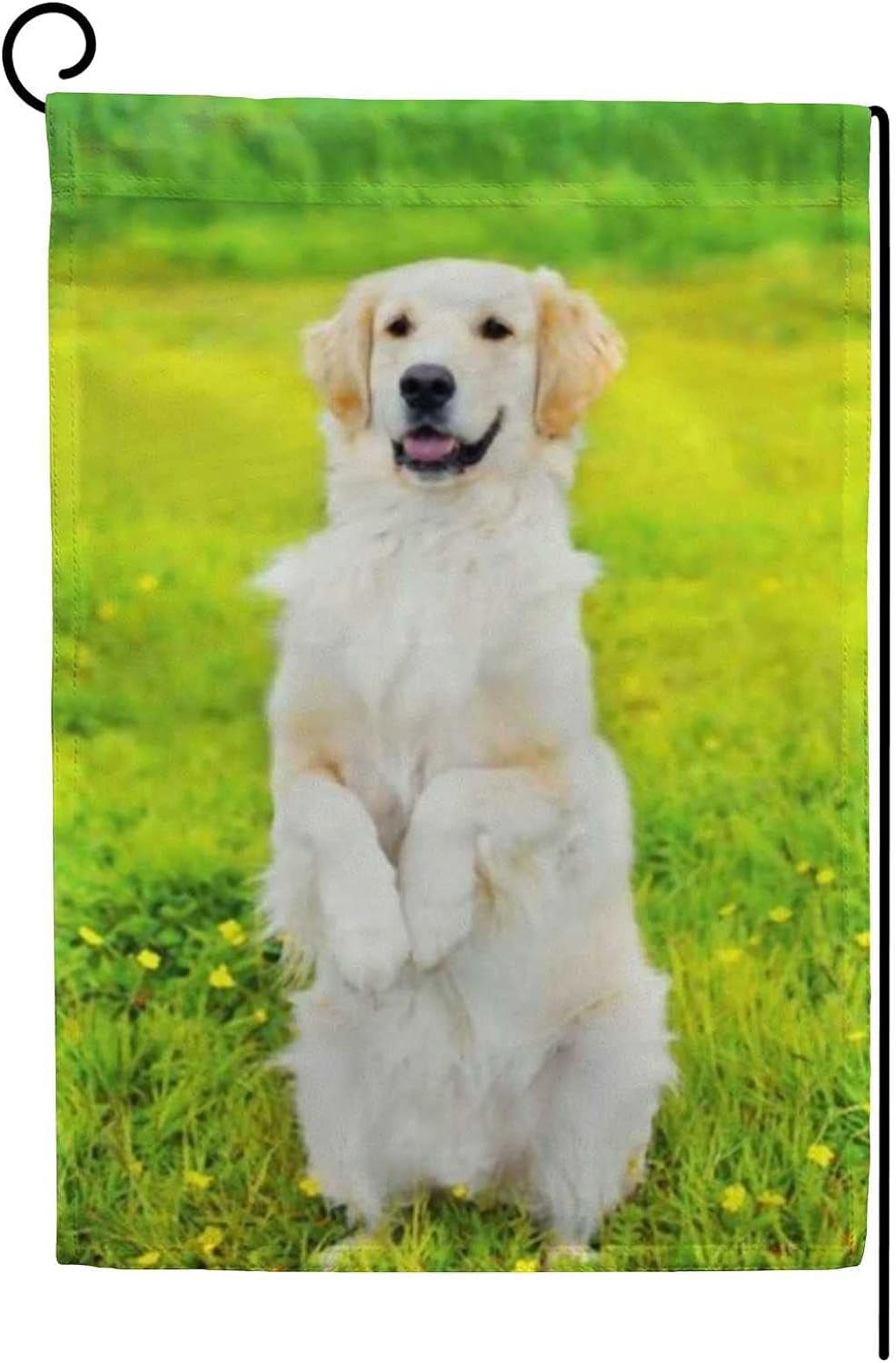 Bandiera Da Giardino Golden Retriever – Double Face 28x38 Cm – Poliestere Resistente Alle Intemperie
