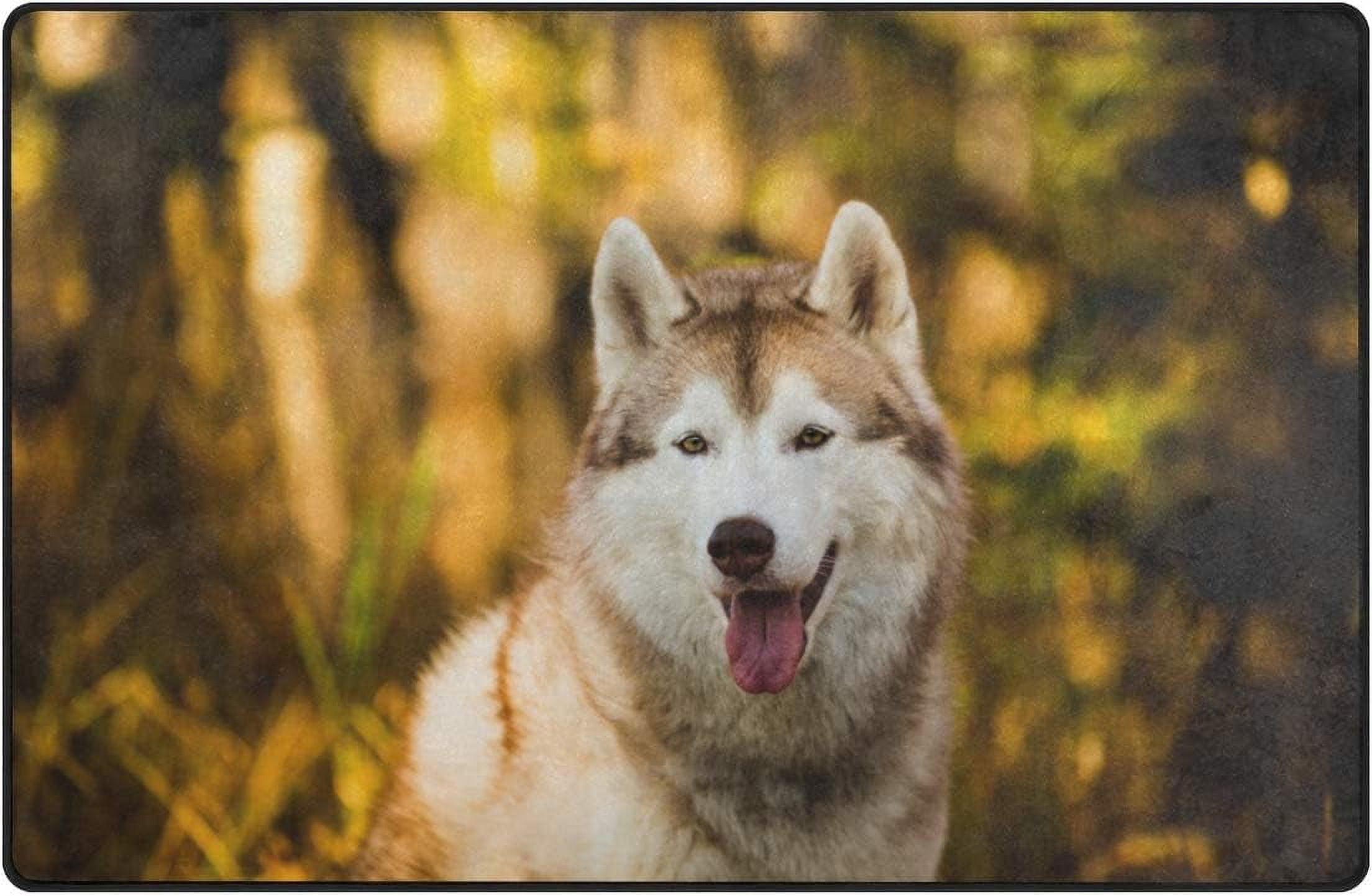 SKYSONIC Lightweight Soft Area Rugs Siberian Husky Posing The Bright ...