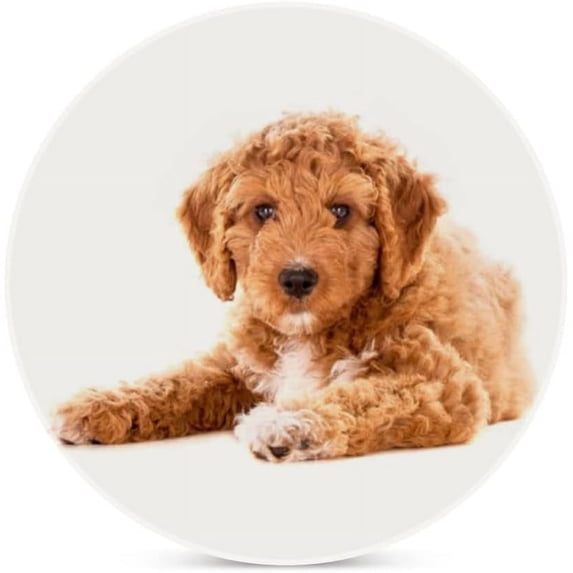 SKYSONIC Round Drink Coasters 1 Pcs Irish Doodle Pup Absorbent Ceramic Coaster with Cork Base for Coffee Cups Housewarming Gift for Home Decor