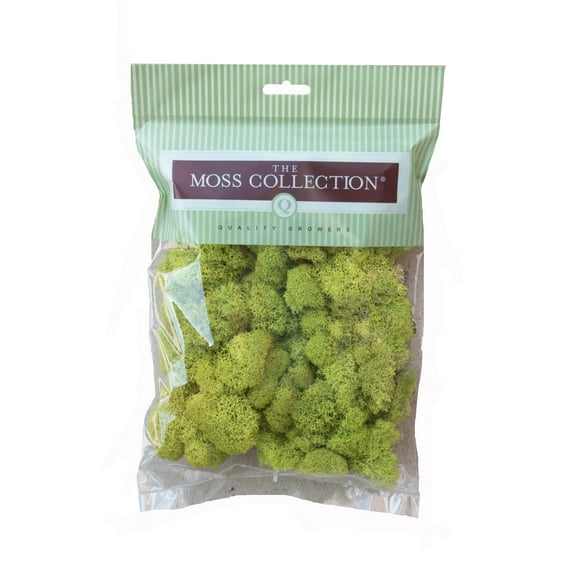 Preserved Reindeer Moss (Chartreuse/Small)