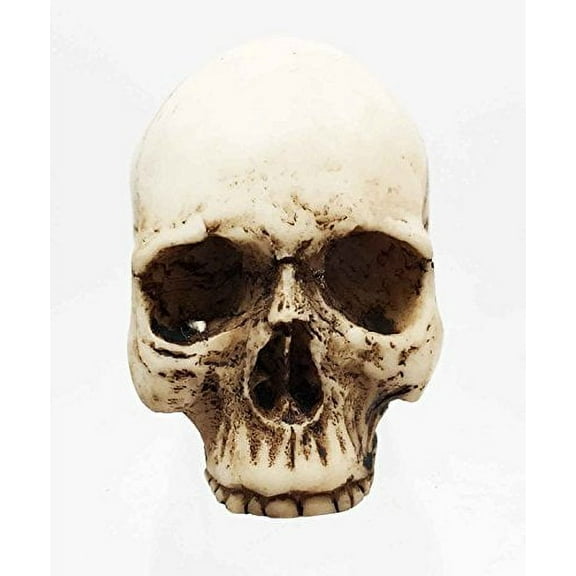 SMALL HALF JAW HOMOSAPIENS SKULL STATUE SKELETON FIGURINE HALLOWEEN