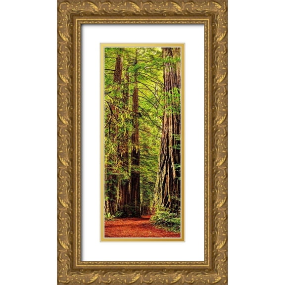 SMO 12x24 Gold Ornate Wood Framed with Double Matting Museum Art Print Titled - Vertical panoramic of giant Redwood trees in Redwood National Park-California