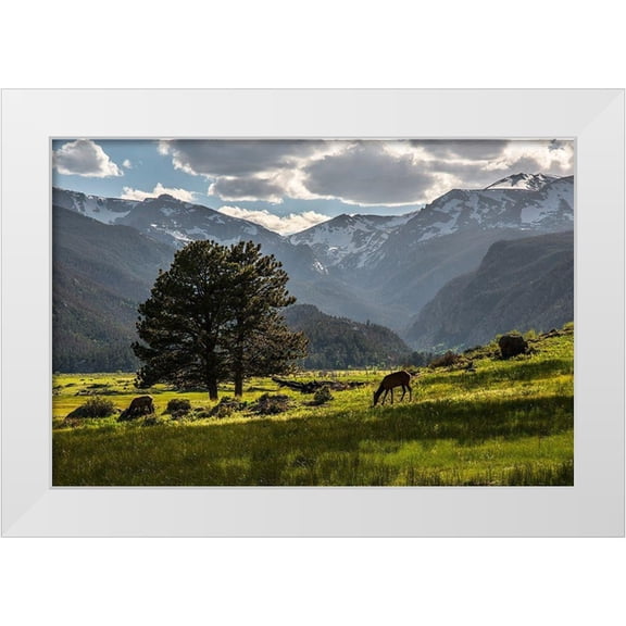 SMO 14x11 White Modern Wood Framed Museum Art Print Titled - A lone deer grazes in the security of Rocky Mountain National Park in the Colorado Rocky Mountains