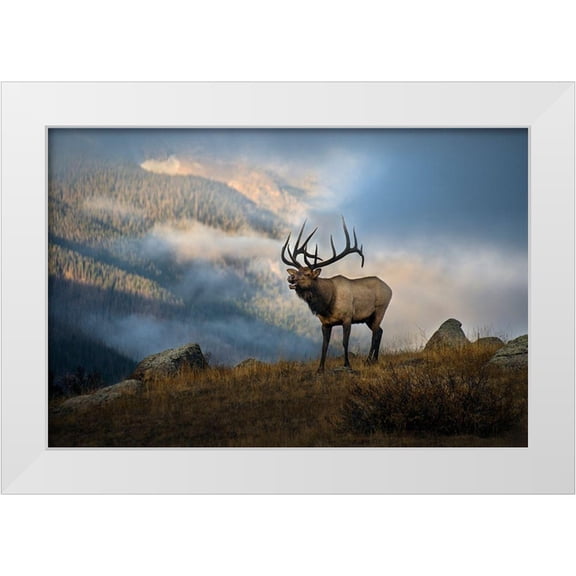 SMO 14x11 White Modern Wood Framed Museum Art Print Titled - Bugling elk with a Colorado Rocky Mountain misty morning backdrop