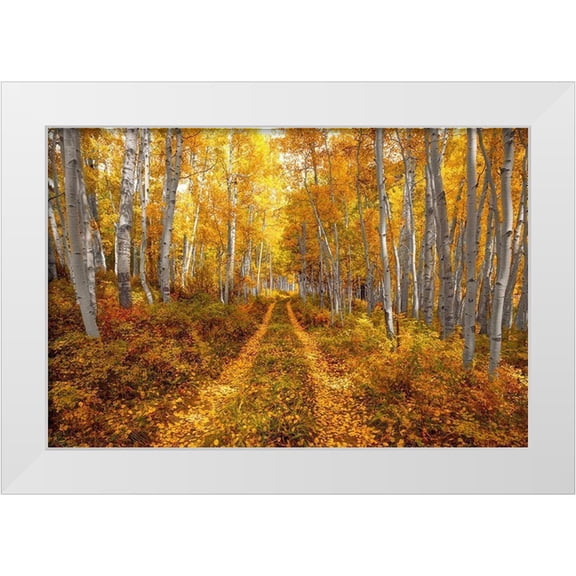 SMO 18x13 White Modern Wood Framed Museum Art Print Titled - Autumn in the Rocky Mountains of Colorado-as Aspen trees turn bright yellow gold