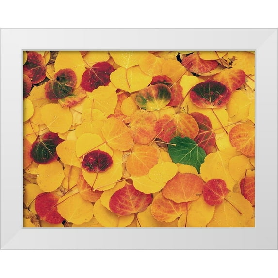 SMO 18x15 White Modern Wood Framed Museum Art Print Titled - fallen Aspen leaves carpet the ground in the Colorado Rocky Mountains