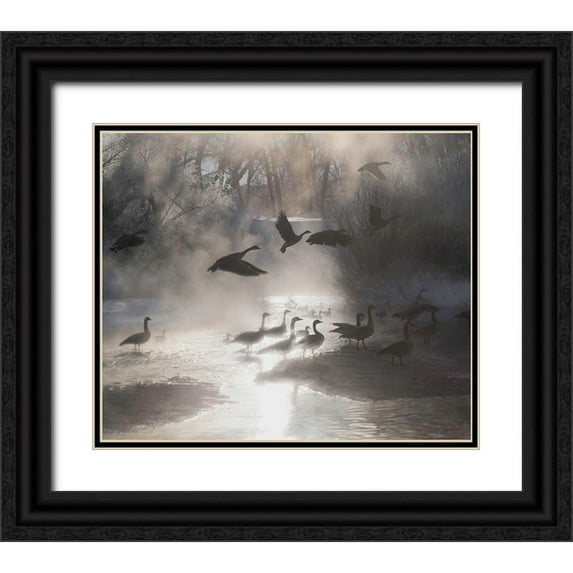 SMO 23x20 Black Ornate Wood Framed with Double Matting Museum Art Print Titled - Geese in the mist in Colorados Rocky Mountains