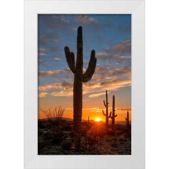 SMO 23x32 White Modern Wood Framed Museum Art Print Titled - Saguaro cactus in the lower Sonoran desert in southern Arizona