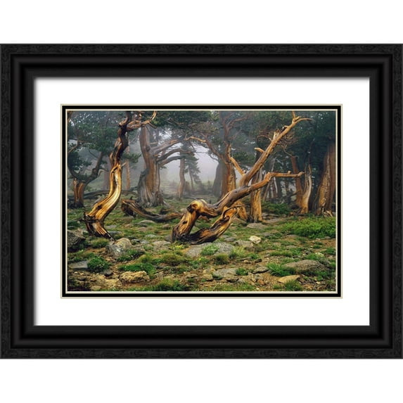 SMO 24x17 Black Ornate Wood Framed with Double Matting Museum Art Print Titled - Misty morning bristlecone pines on mount Evans in the Colorado Rocky Mountains