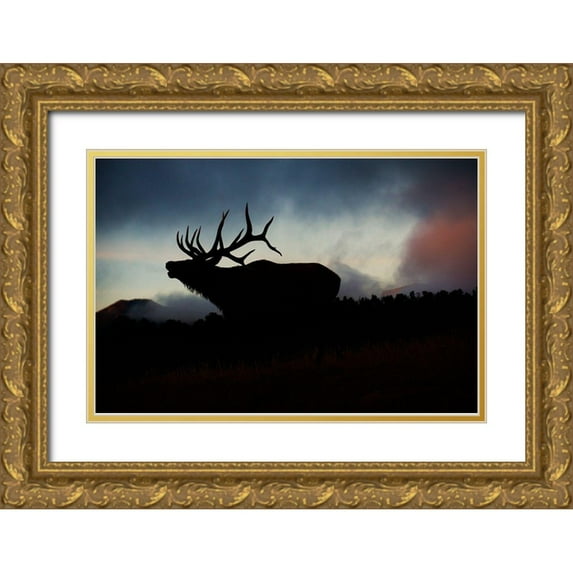 SMO 24x17 Gold Ornate Wood Framed with Double Matting Museum Art Print Titled - Bugling elk silhouetted against the Colorado Rocky Mountains